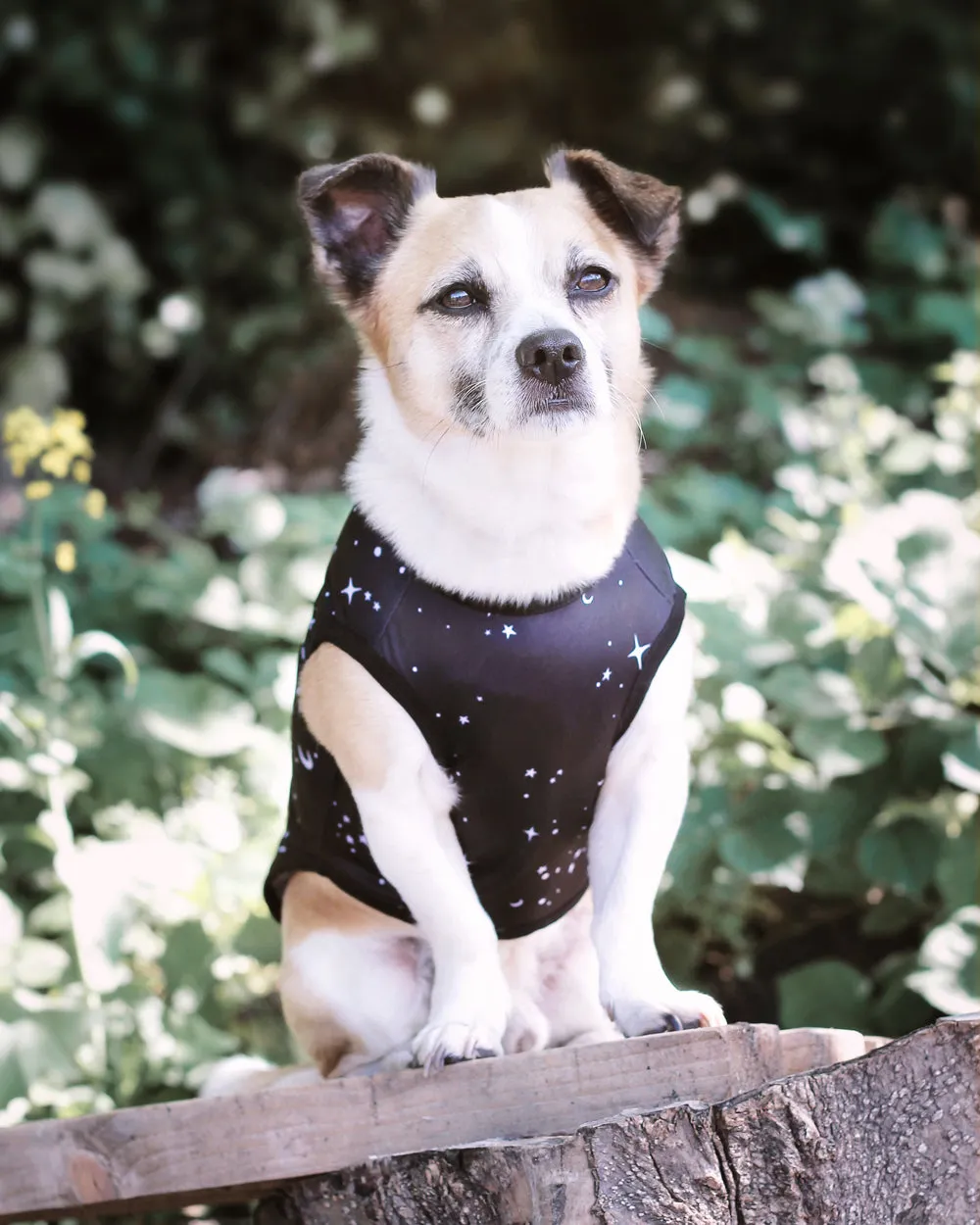 Astral Pet Vest - Dog or Cat